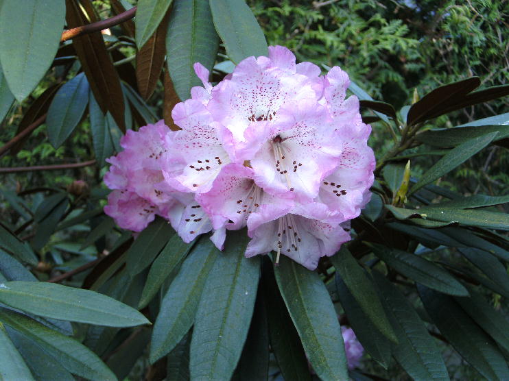 Rhododendron