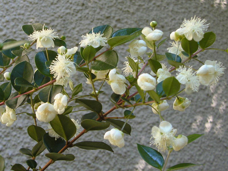 Luma apiculata