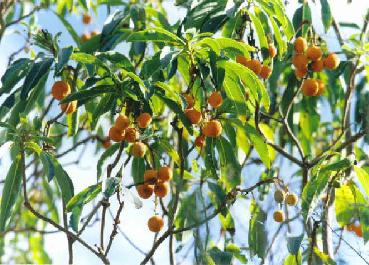 Impressum / Copyright